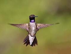 Black-chinned Hummingbird