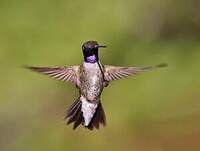 Colibri à gorge noire