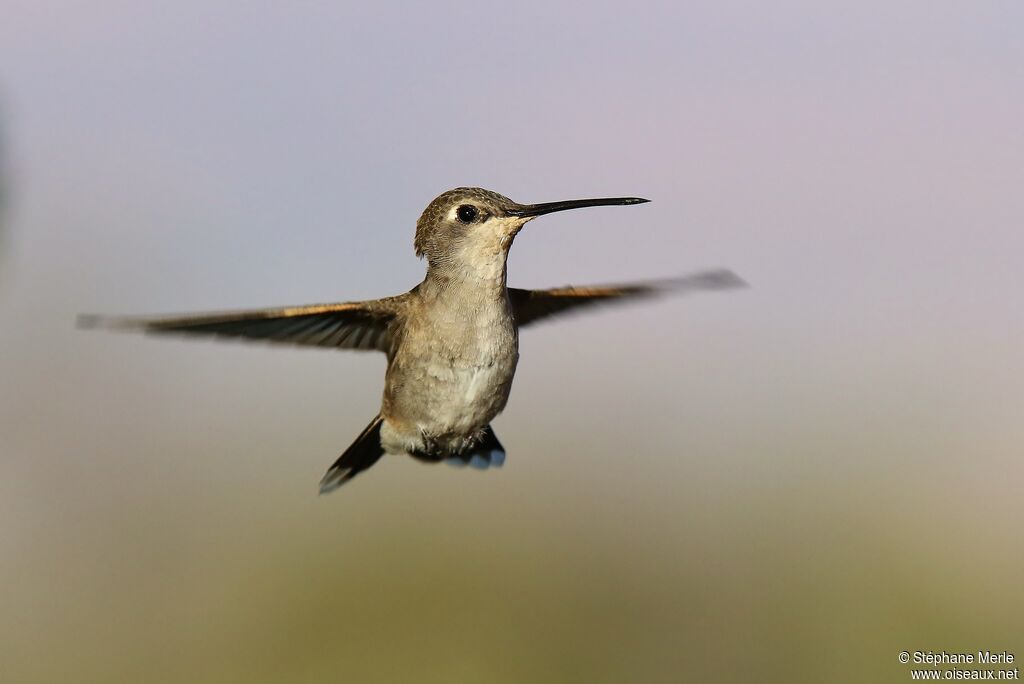 Colibri à gorge noire femelle