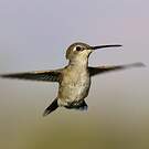 Colibri à gorge noire