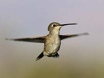 Colibri à gorge noire