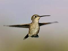 Black-chinned Hummingbird