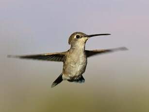 Colibri à gorge noire