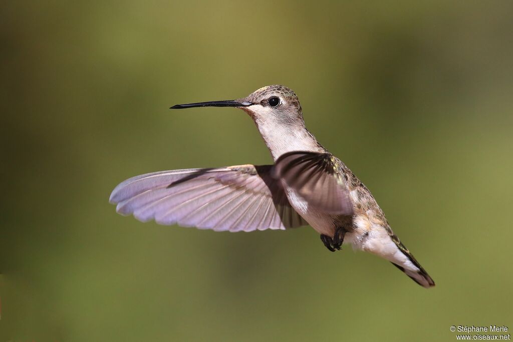 Colibri à gorge noire femelle