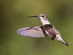 Black-chinned Hummingbird