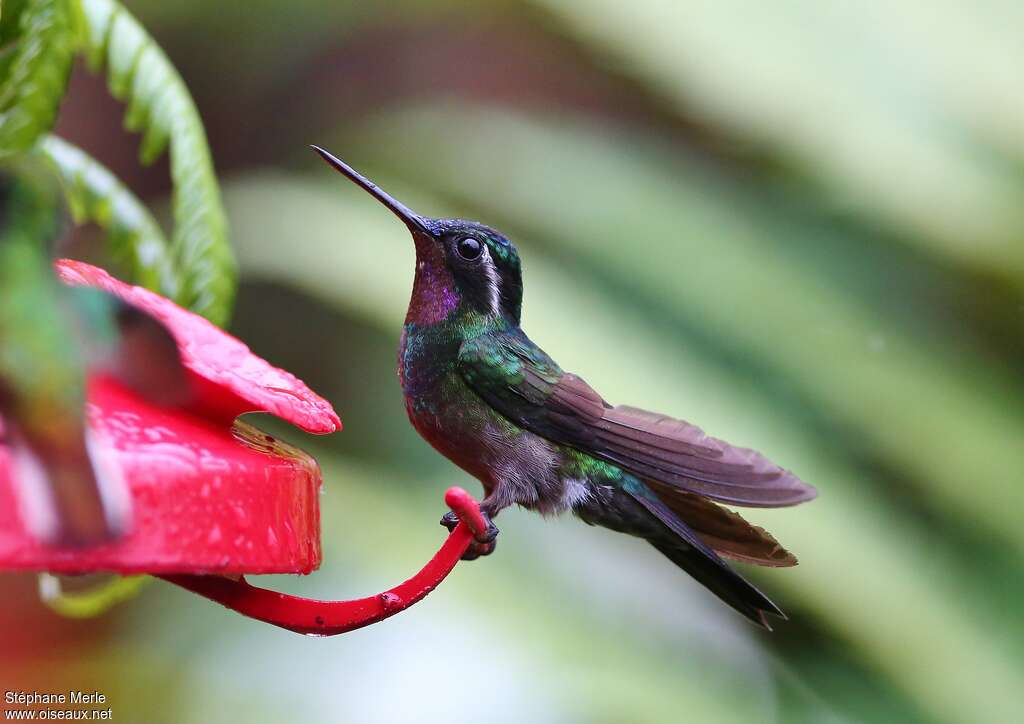 Colibri à gorge pourprée mâle adulte, mange