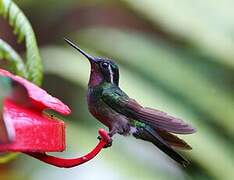 Purple-throated Mountaingem