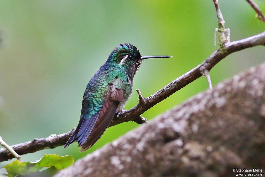 Colibri à gorge pourprée mâle adulte