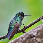 Purple-throated Mountaingem