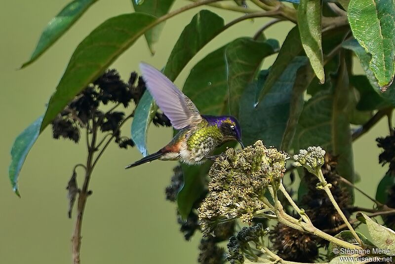 Purple-backed Thornbill male immature