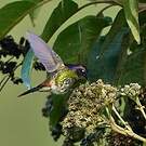 Colibri à petit bec