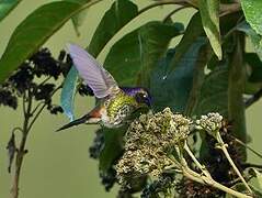 Purple-backed Thornbill