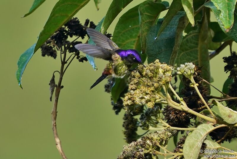 Colibri à petit bec mâle subadulte