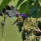 Colibri à petit bec