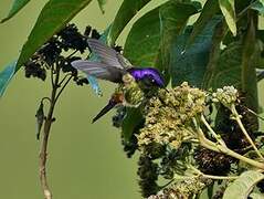 Purple-backed Thornbill