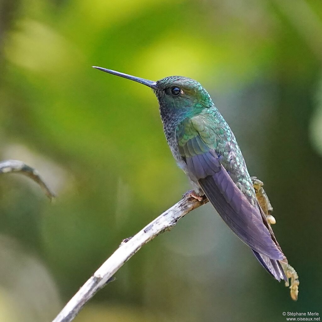 Green-backed Hillstaradult