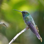 Green-backed Hillstar