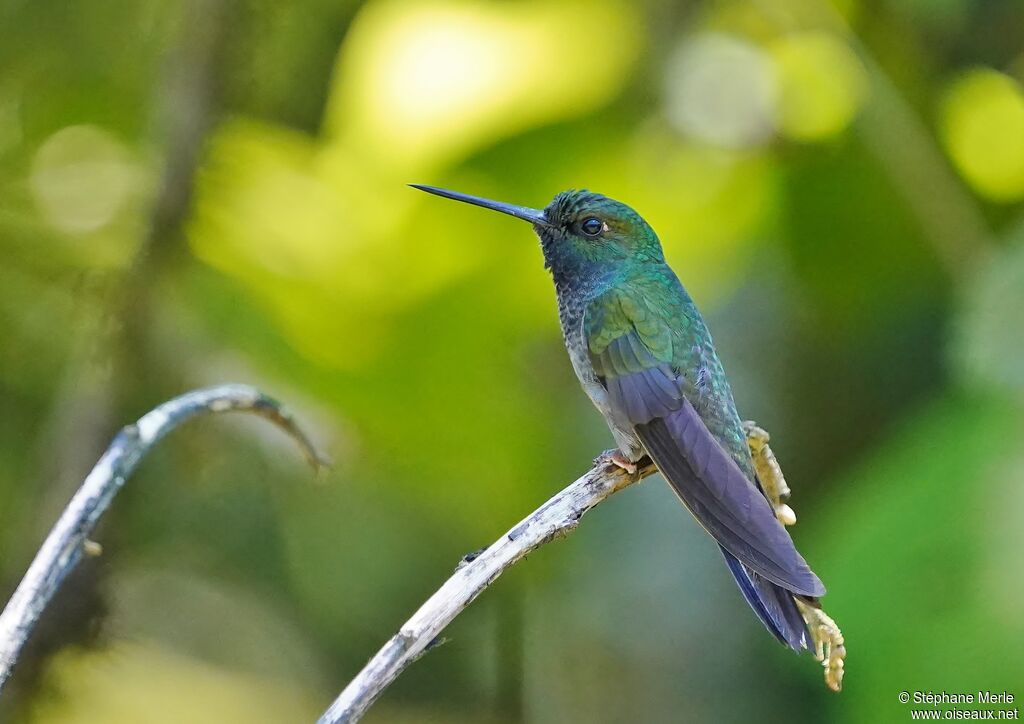 Colibri à queue blancheadulte