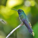 Colibri à queue blanche