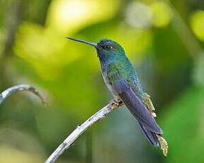 Colibri à queue blanche