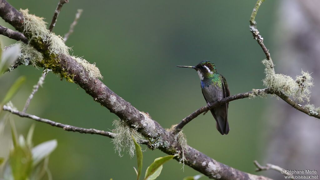 Grey-tailed Mountaingem male adult