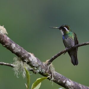 Colibri à queue grise