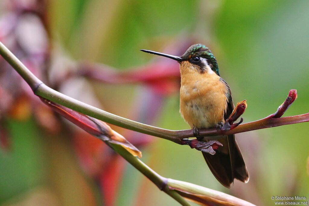 Colibri à queue grise femelle adulte