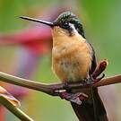 Colibri à queue grise