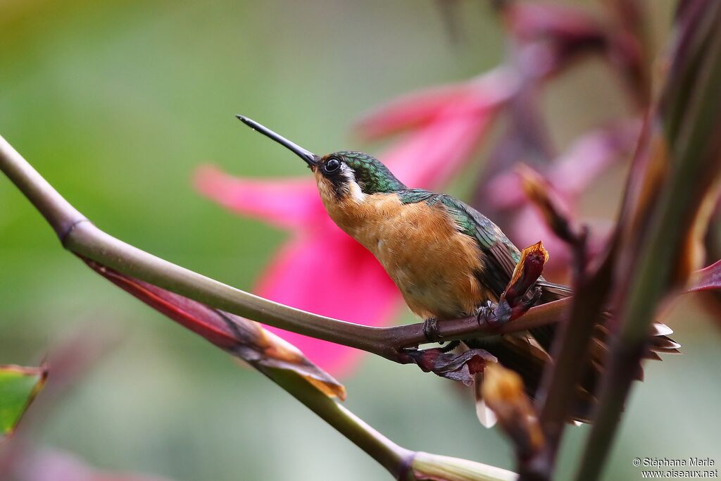 Colibri à queue grise femelle