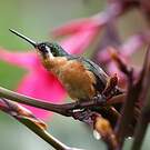 Colibri à queue grise