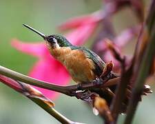 Colibri à queue grise