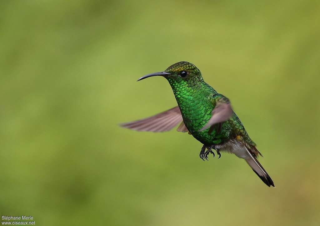 Coppery-headed Emerald male adult