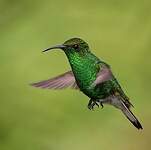 Colibri à tête cuivrée