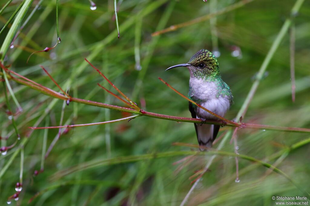 Coppery-headed Emerald female adult