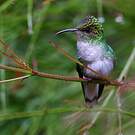 Colibri à tête cuivrée