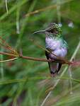 Colibri à tête cuivrée