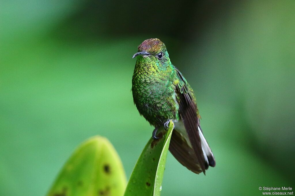 Colibri à tête cuivrée mâle adulte