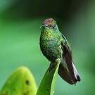 Colibri à tête cuivrée
