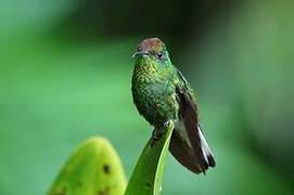 Colibri à tête cuivrée