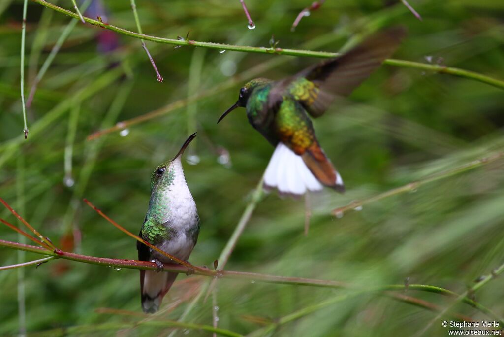 Colibri à tête cuivréeadulte