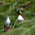 Colibri à tête cuivrée