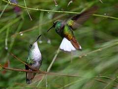 Coppery-headed Emerald