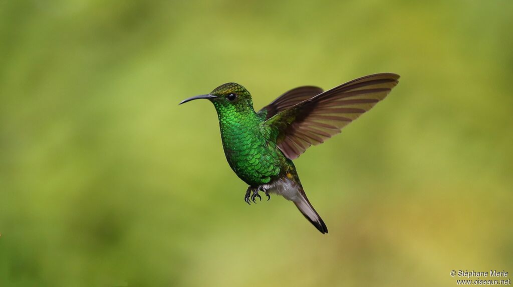 Coppery-headed Emerald male adult