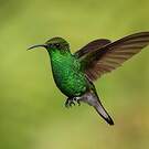 Colibri à tête cuivrée