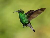 Colibri à tête cuivrée