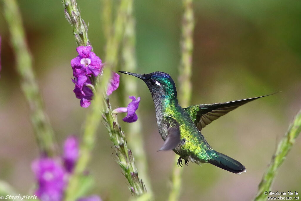 Colibri à tête violette mâle adulte