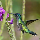 Colibri à tête violette