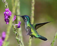 Colibri à tête violette