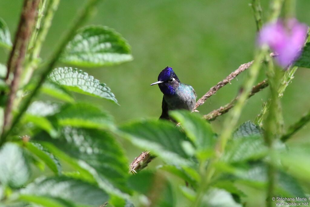 Colibri à tête violette mâle adulte