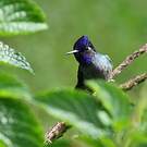 Colibri à tête violette